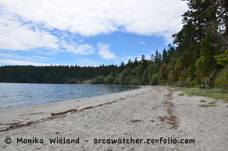 Orca Watcher Shaw Island orca-watcher-shaw-island