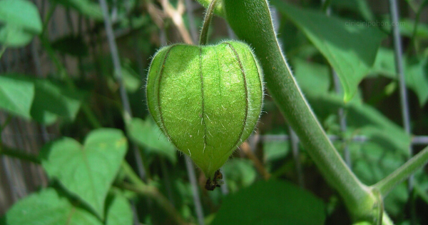 Ciri Ciri Pohon Ciplukan Ceplukan Physalis Di Alam Liar Ciriciripohon Com