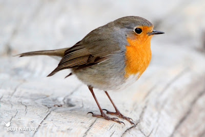 Petirrojo europeo (Erithacus rubecula) habitual sobre todo en invierno cuando escapa del frío de sus áreas de cría.