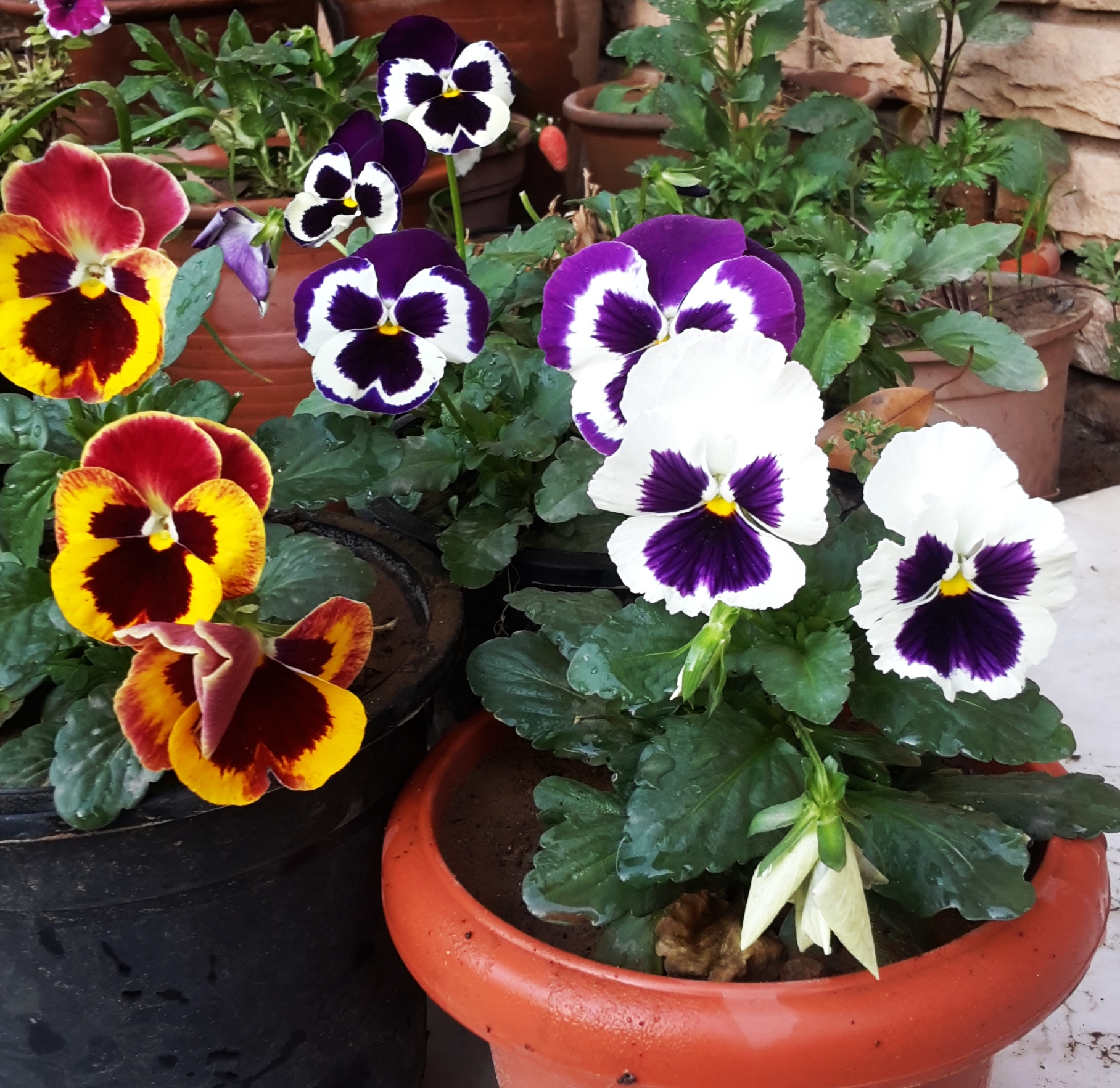 Jaipur Garden Garden Affair Winter annuals for shallow pots