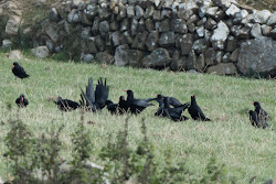 pwll deri afternoon area chough parliament birds pecking flapping wing minutes few then much