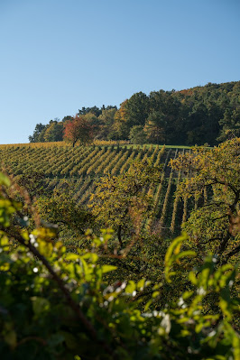 Birkweiler Rundwanderweg Hohenberg | Wandern Südliche Weinstrasse | Landau-Land 03