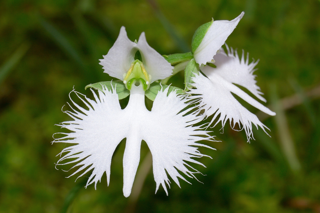 Ком цветы похожие на. Хабенария Радиата. Хабенария Орхидея. Орхидея хабенария Радиата – белая цапля. Орхидея японская хабенария.