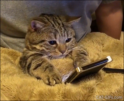 Amazing Cat GIF • When your shameless cat likes to watch cat stories on your smartphone Amazing Cat GIF • When your shameless cat likes to watch cat stories on your smartphone