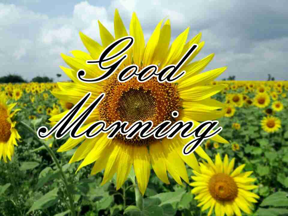 200+ Good Morning Images Hd Best Collection [ 2023 ]