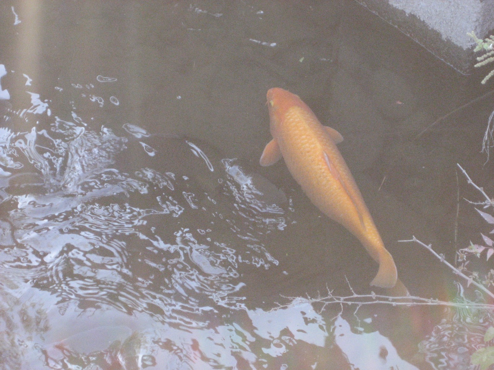 郷地町 いしい商店 店長日記 鯉