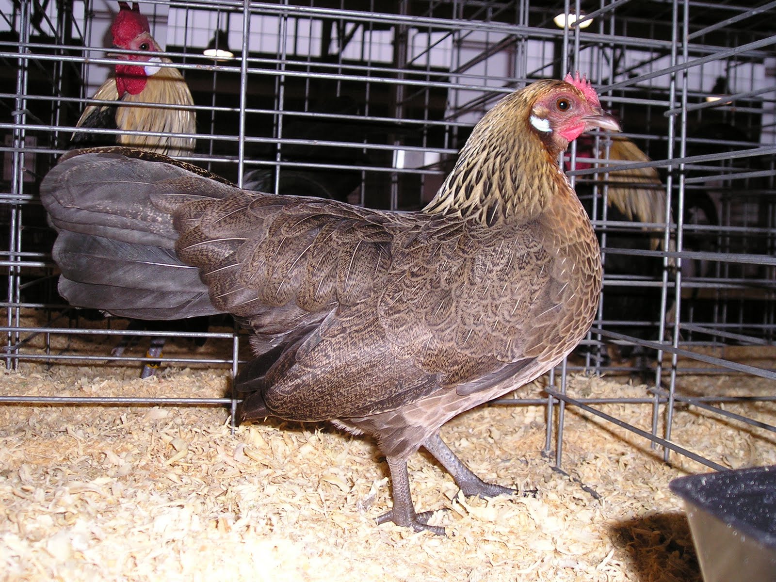 K&S Waterfowl Ducklings and Chickens