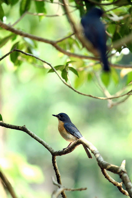 bird wallpaper for free bird wallpaper for free