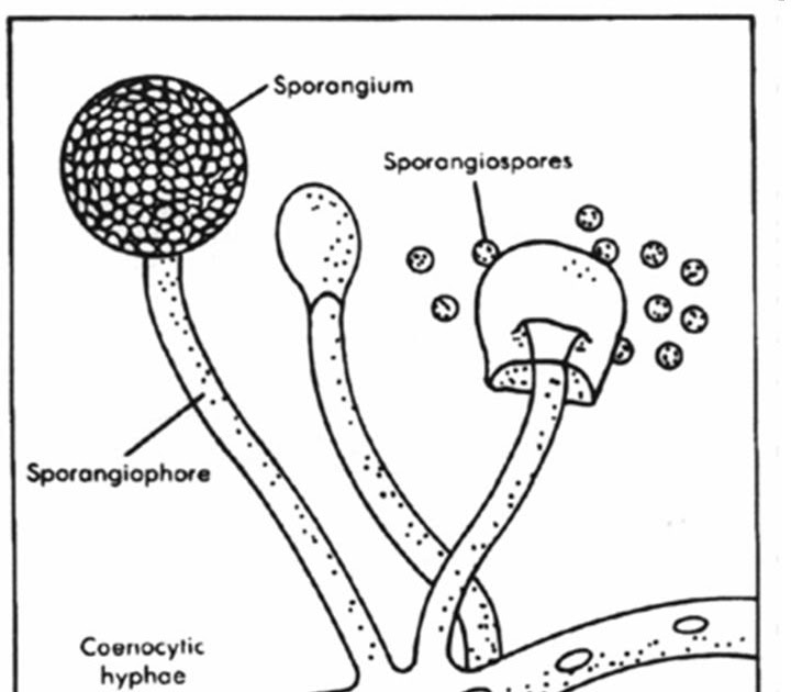 Мукор обыкновенный. Жизненный цикл мукора. Ризопус гриб строение. Основные части мукора. Цикл развития мукора схема.