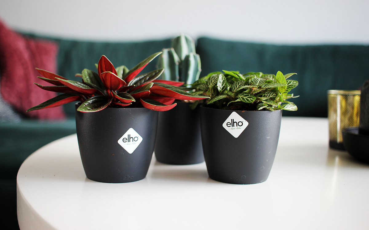 Tijdens ~ privacy scheuren Groen in huis met de plantenpotten van elho - The Budget Life | Blog over  geld besparen, verdienen & investeren