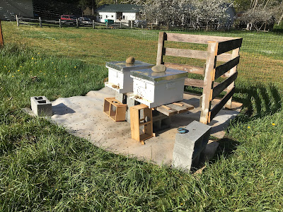 Honey bees are installed in new hives