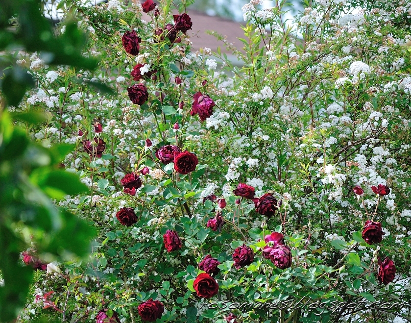 A Rose is a Rose...: From Rain To Heat - Part I