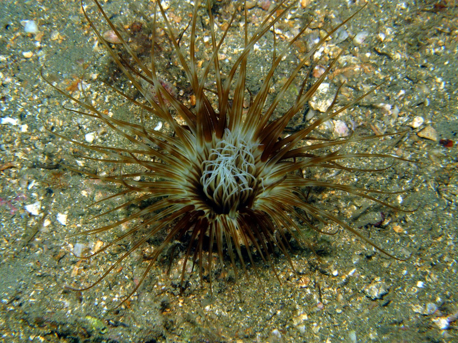Iluminación Profunda Cerianthus membranaceus
