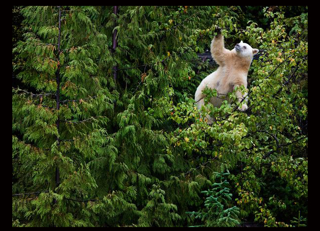 Wallpaper Beruang Karmode Di Pohon Gambar Hidup