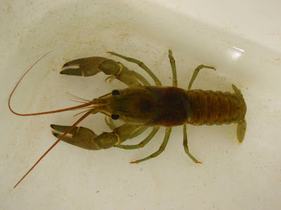 How fast can a crayfish run?