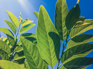 Fresh Green Leaves Of Sugar Apples Or Annona Squamosa In The Warmth Of The Morning Sunlight