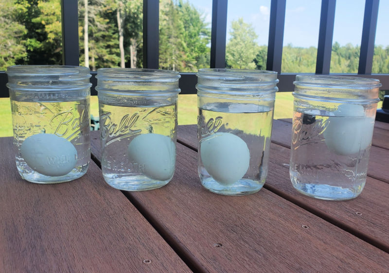 The Egg Float Test for Freshness Fresh Eggs Daily® with Lisa Steele