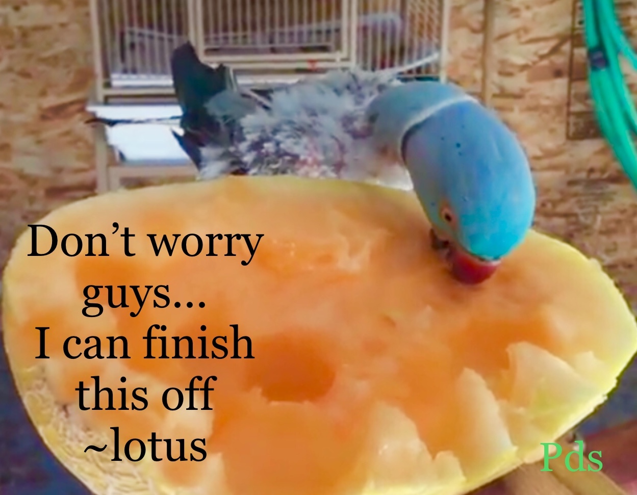 Vitamin A deficiency information [parrot health] — Prego Dalliance