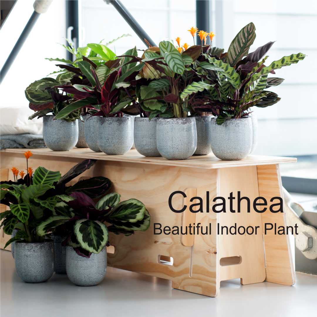 Jenis tanaman Calathea