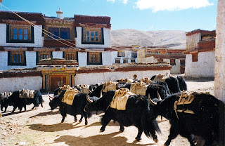 Tibet Sığırları