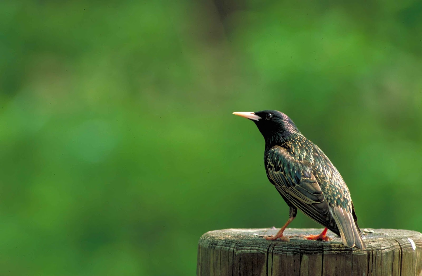 Picture of a European starling. Picture of a European starling.