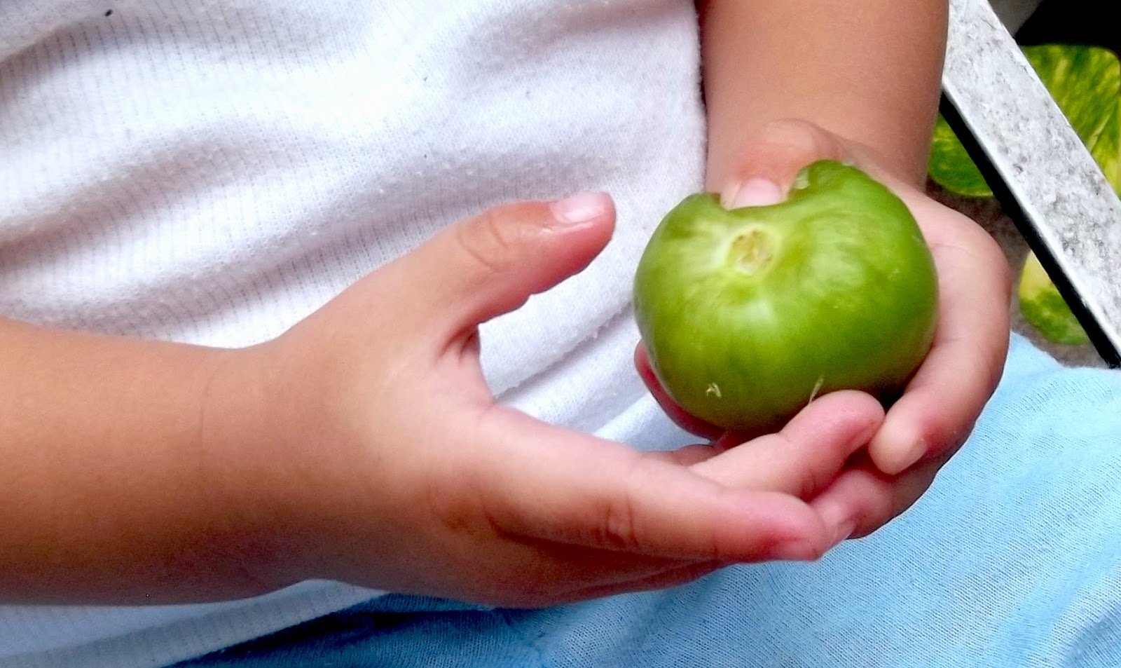 Propiedades del tomate verde Limbo