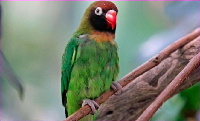 Jenis Burung Lovebird Tercantik yang Ada di Dunia Jenis Burung Lovebird Tercantik yang Ada di Dunia