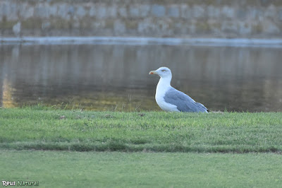 Gavià argentat (Larus michahellis)