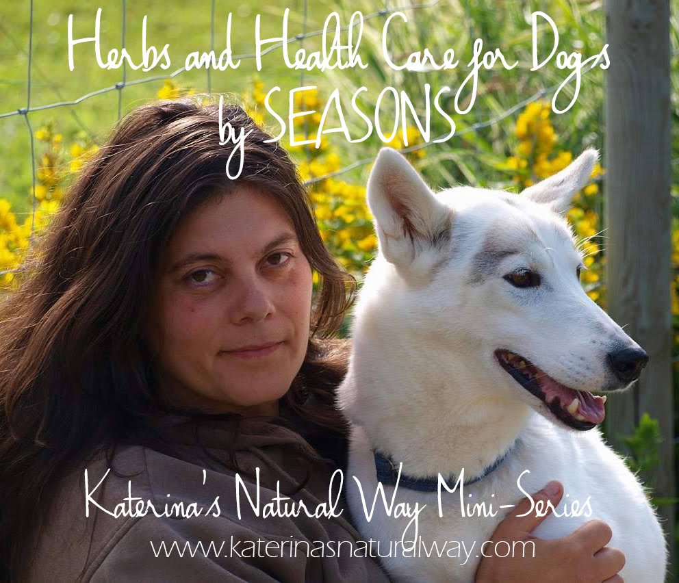 HERBS AND HEALTH CARE FOR DOGS BY SEASONS