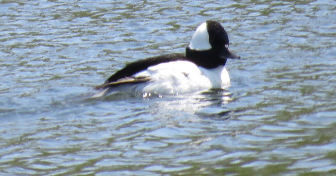 Bird & Travel Photos, Birding Sites, Bird Information BUFFLEHEADS