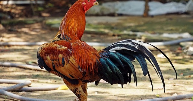 Cara Membuat Jamu Ayam Sehari Sebelum Diadu Cara Membuat Jamu Ayam Sehari Sebelum Diadu
