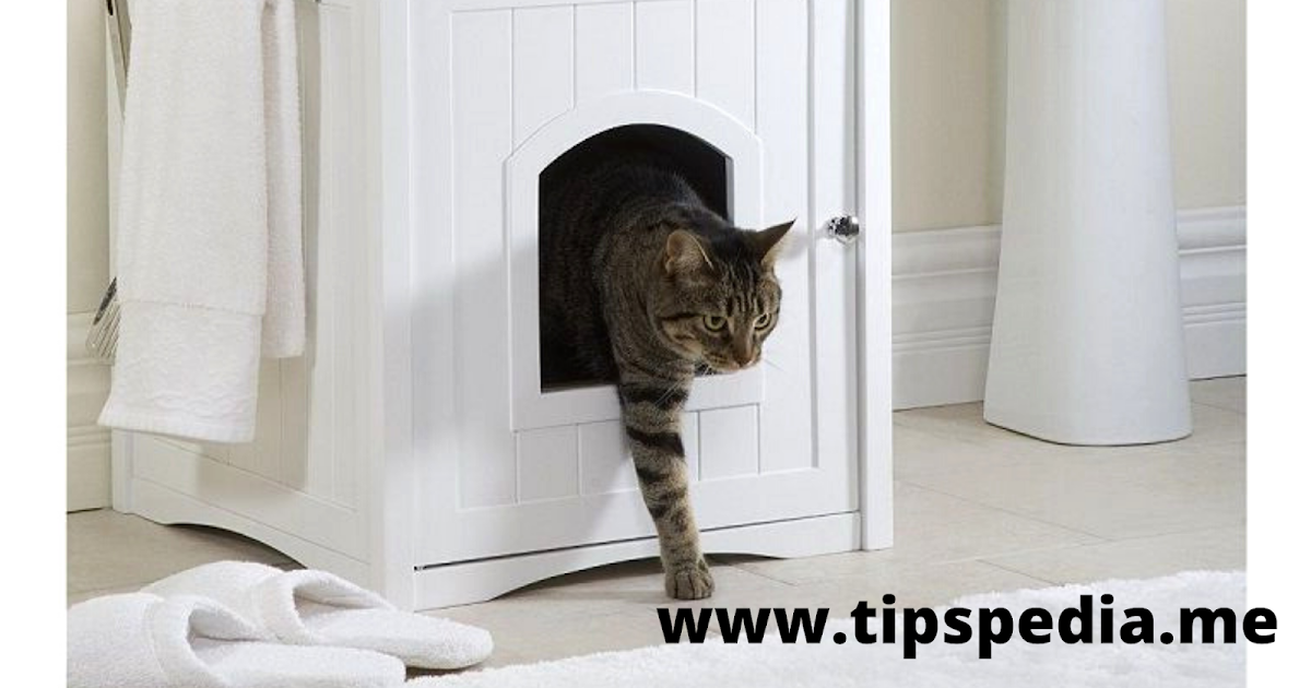 Litter Box in Bathroom Tips Pedia