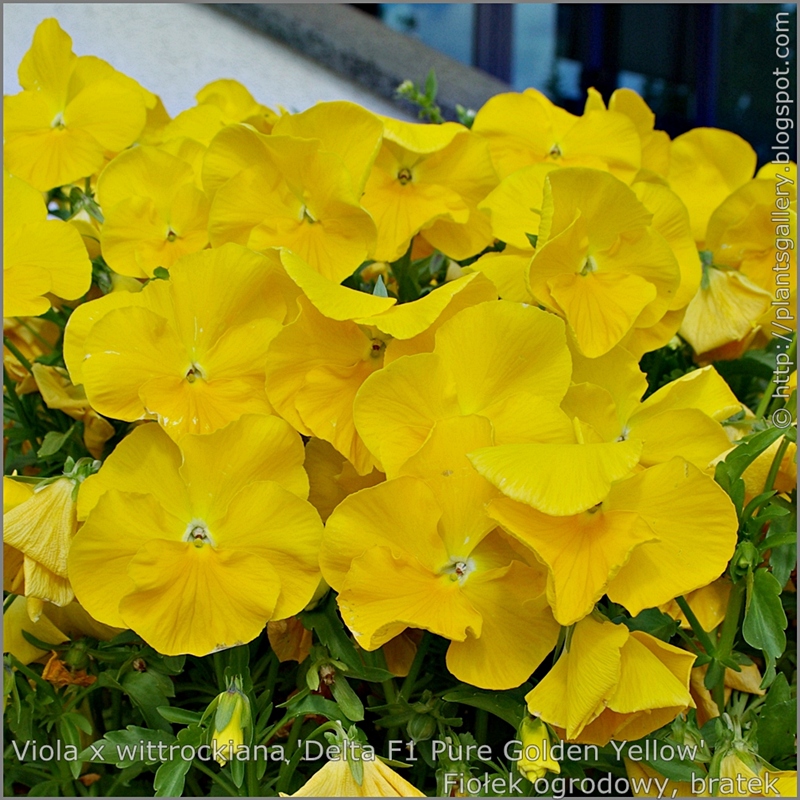Viola x wittrockiana 'Delta Pure Golden Yellow' - Fiołek ogrodowy, bratek kwiaty