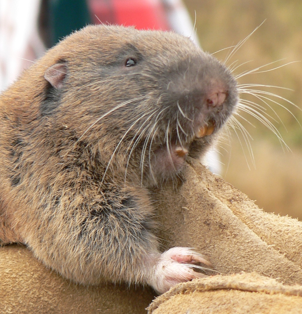 Word from the Wild 10 Fun Facts About Mazama Pocket Gophers!