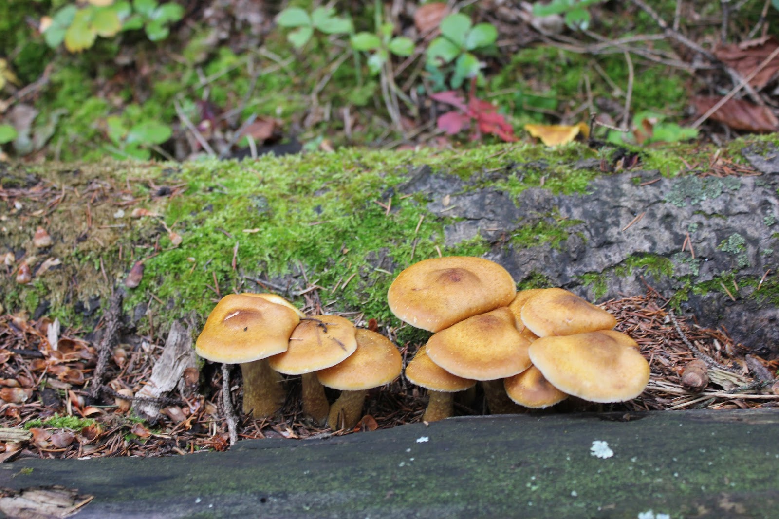 Wild Edible Mushrooms of Alberta The InterScience Cup