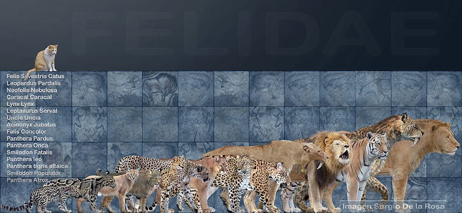 felidae