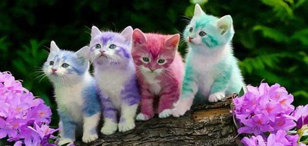 ماتفسير رؤية القطط الملونة في المنام 2020، اهم تفسير لرؤية القطط الملونة في المنام ، كل تفسيرات رؤية القطط الملونة في المنام 2020، تفسير رؤية القطط الملونة في المنام، افضل تفسير لرؤية القطط الملونة في المنام 2020، مامعنى رؤية القطط الملونة في المنام ، معنى رؤية القطط الملونة في المنام .  