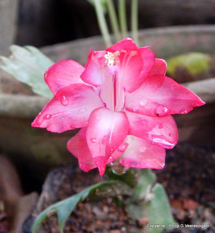 Images of Sri Lanka on Flower on a Cactus plant, home