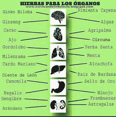 hierbas-para-los-organos-infografia
