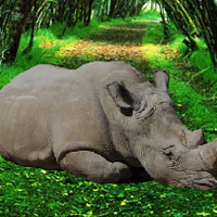 WowEscape Save the Rhinoceros