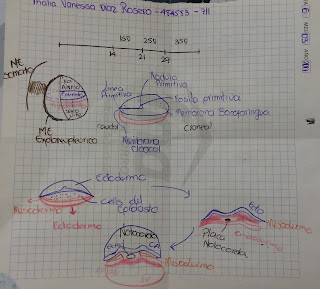 Embriologia UCC