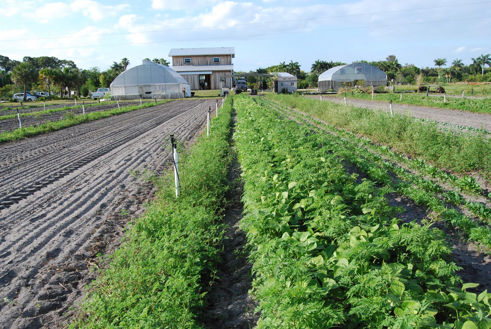 Helen A. Lockey Geraldson Community Farm, Bradenton, FlaCoastal Loving