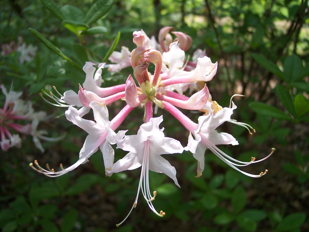 Travaldo�s blog Rhododendron canescens Piedmont azalea