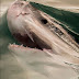 Foto de tubarão que parece pintura faz sucesso na web