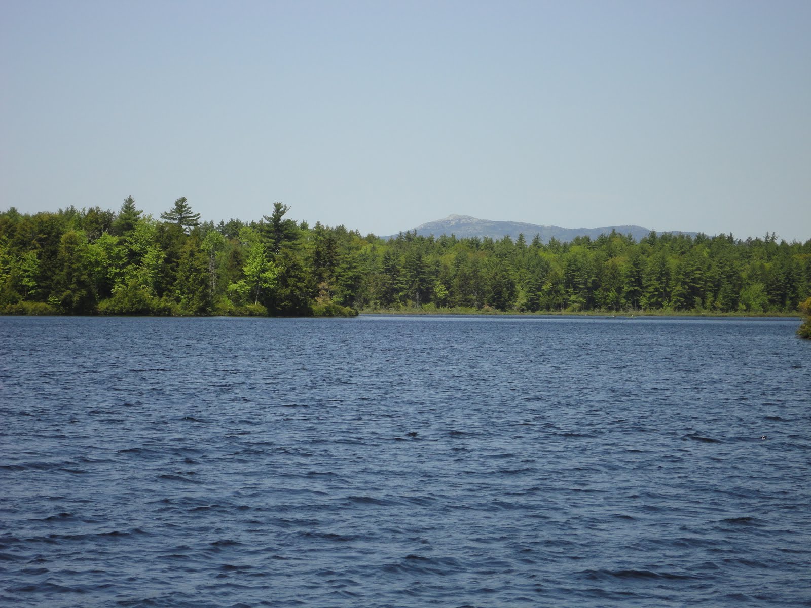 The Kayaking Bison of New Hampshire Hubbard Pond Rindge, NH