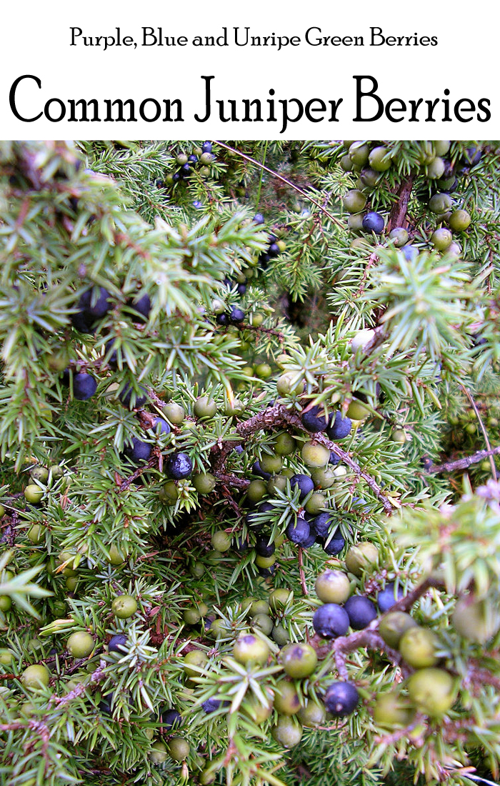 How and Where to Grow Juniper Berry Everything About Garden