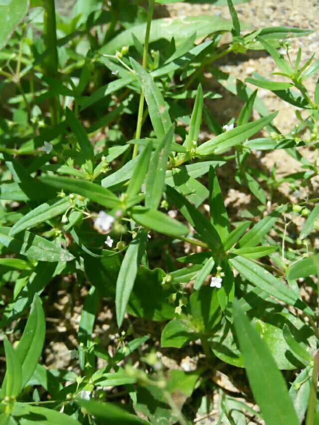 Mengenal Manfaat Dan Khasiat Rumput Mutiara - Hemasala