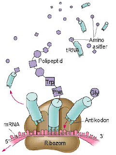 Ribozom-tRNA bağlanması