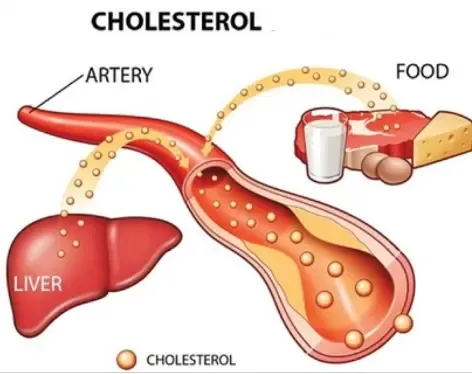 how to raise the good cholesterol levels how to raise the good cholesterol levels