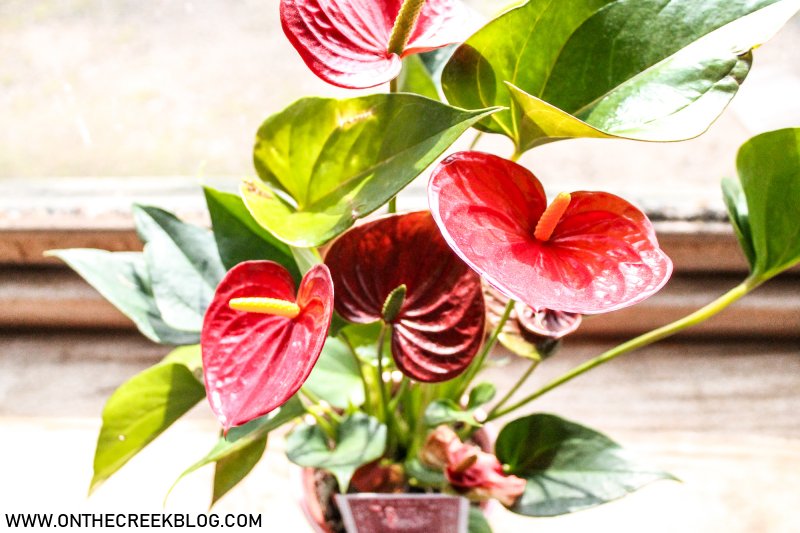 Ace of Hearts Anthurium + Plant Care Guide